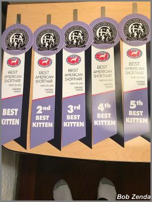 Top-5 Awards provided by Brian and KC Cats